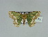  ( - BC ZSM Lep 89518)  @13 [ ] CreativeCommons - Attribution Non-Commercial Share-Alike (2015) Axel Hausmann/Bavarian State Collection of Zoology (ZSM) SNSB, Zoologische Staatssammlung Muenchen