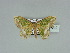  ( - BC ZSM Lep 89519)  @13 [ ] CreativeCommons - Attribution Non-Commercial Share-Alike (2015) Axel Hausmann/Bavarian State Collection of Zoology (ZSM) SNSB, Zoologische Staatssammlung Muenchen