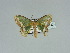  ( - BC ZSM Lep 89520)  @12 [ ] CreativeCommons - Attribution Non-Commercial Share-Alike (2015) Axel Hausmann/Bavarian State Collection of Zoology (ZSM) SNSB, Zoologische Staatssammlung Muenchen
