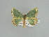  ( - BC ZSM Lep 89533)  @14 [ ] CreativeCommons - Attribution Non-Commercial Share-Alike (2015) Axel Hausmann/Bavarian State Collection of Zoology (ZSM) SNSB, Zoologische Staatssammlung Muenchen