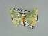  ( - BC ZSM Lep 89537)  @11 [ ] CreativeCommons - Attribution Non-Commercial Share-Alike (2015) Axel Hausmann/Bavarian State Collection of Zoology (ZSM) SNSB, Zoologische Staatssammlung Muenchen