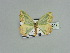  ( - BC ZSM Lep 89541)  @13 [ ] CreativeCommons - Attribution Non-Commercial Share-Alike (2015) Axel Hausmann/Bavarian State Collection of Zoology (ZSM) SNSB, Zoologische Staatssammlung Muenchen