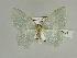 ( - BC ZSM Lep 89597)  @11 [ ] CreativeCommons - Attribution Non-Commercial Share-Alike (2015) Axel Hausmann/Bavarian State Collection of Zoology (ZSM) SNSB, Zoologische Staatssammlung Muenchen