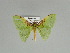  (Lindachlora flaccida - BC ZSM Lep 89745)  @13 [ ] CreativeCommons - Attribution Non-Commercial Share-Alike (2015) Axel Hausmann/Bavarian State Collection of Zoology (ZSM) SNSB, Zoologische Staatssammlung Muenchen