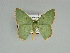  (Nemoria defectiva - BC ZSM Lep 89757)  @15 [ ] CreativeCommons - Attribution Non-Commercial Share-Alike (2015) Axel Hausmann/Bavarian State Collection of Zoology (ZSM) SNSB, Zoologische Staatssammlung Muenchen