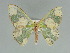  ( - BC ZSM Lep 89766)  @11 [ ] CreativeCommons - Attribution Non-Commercial Share-Alike (2015) Axel Hausmann/Bavarian State Collection of Zoology (ZSM) SNSB, Zoologische Staatssammlung Muenchen