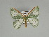  ( - BC ZSM Lep 89769)  @13 [ ] CreativeCommons - Attribution Non-Commercial Share-Alike (2015) Axel Hausmann/Bavarian State Collection of Zoology (ZSM) SNSB, Zoologische Staatssammlung Muenchen