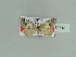  ( - BC ZSM Lep 89815)  @12 [ ] CreativeCommons - Attribution Non-Commercial Share-Alike (2015) Axel Hausmann/Bavarian State Collection of Zoology (ZSM) SNSB, Zoologische Staatssammlung Muenchen