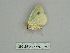  ( - BC ZSM Lep 89872)  @13 [ ] CreativeCommons - Attribution Non-Commercial Share-Alike (2015) Axel Hausmann/Bavarian State Collection of Zoology (ZSM) SNSB, Zoologische Staatssammlung Muenchen