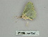  ( - BC ZSM Lep 89874)  @13 [ ] CreativeCommons - Attribution Non-Commercial Share-Alike (2015) Axel Hausmann/Bavarian State Collection of Zoology (ZSM) SNSB, Zoologische Staatssammlung Muenchen