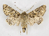  ( - BC ZSM Lep 90261)  @14 [ ] Axel Hausmann/Bavarian State Collection of Zoology (ZSM) (2015) Axel Hausmann/Bavarian State Collection of Zoology (ZSM) SNSB, Zoologische Staatssammlung Muenchen