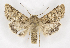  (Anarta insolitaAV01 - BC ZSM Lep 90262)  @14 [ ] Axel Hausmann/Bavarian State Collection of Zoology (ZSM) (2015) Axel Hausmann/Bavarian State Collection of Zoology (ZSM) SNSB, Zoologische Staatssammlung Muenchen