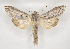  (Cucullia balsamitae - BC ZSM Lep 90267)  @15 [ ] Axel Hausmann/Bavarian State Collection of Zoology (ZSM) (2015) Axel Hausmann/Bavarian State Collection of Zoology (ZSM) SNSB, Zoologische Staatssammlung Muenchen
