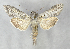  ( - BC ZSM Lep 90269)  @15 [ ] Axel Hausmann/Bavarian State Collection of Zoology (ZSM) (2015) Axel Hausmann/Bavarian State Collection of Zoology (ZSM) SNSB, Zoologische Staatssammlung Muenchen
