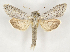  (Cucullia balsamitaeAV01 - BC ZSM Lep 90270)  @15 [ ] Axel Hausmann/Bavarian State Collection of Zoology (ZSM) (2015) Axel Hausmann/Bavarian State Collection of Zoology (ZSM) SNSB, Zoologische Staatssammlung Muenchen