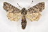  ( - BC ZSM Lep 90276)  @15 [ ] Axel Hausmann/Bavarian State Collection of Zoology (ZSM) (2015) Axel Hausmann/Bavarian State Collection of Zoology (ZSM) SNSB, Zoologische Staatssammlung Muenchen