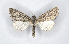  ( - BC ZSM Lep 90279)  @14 [ ] Axel Hausmann/Bavarian State Collection of Zoology (ZSM) (2015) Axel Hausmann/Bavarian State Collection of Zoology (ZSM) SNSB, Zoologische Staatssammlung Muenchen