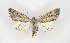  (Diadochia malitiosaAV01 - BC ZSM Lep 90280)  @14 [ ] Axel Hausmann/Bavarian State Collection of Zoology (ZSM) (2015) Axel Hausmann/Bavarian State Collection of Zoology (ZSM) SNSB, Zoologische Staatssammlung Muenchen