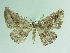  ( - BC ZSM Lep 90302)  @13 [ ] CreativeCommons - Attribution Non-Commercial Share-Alike (2015) Axel Hausmann/Bavarian State Collection of Zoology (ZSM) SNSB, Zoologische Staatssammlung Muenchen