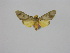  ( - BC ZSM Lep 92080)  @13 [ ] CreativeCommons - Attribution Non-Commercial Share-Alike (2015) Axel Hausmann/Bavarian State Collection of Zoology (ZSM) SNSB, Zoologische Staatssammlung Muenchen
