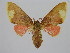  ( - BC ZSM Lep 92109)  @11 [ ] CreativeCommons - Attribution Non-Commercial Share-Alike (2015) Axel Hausmann/Bavarian State Collection of Zoology (ZSM) SNSB, Zoologische Staatssammlung Muenchen