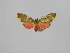  ( - BC ZSM Lep 92113)  @13 [ ] CreativeCommons - Attribution Non-Commercial Share-Alike (2015) Axel Hausmann/Bavarian State Collection of Zoology (ZSM) SNSB, Zoologische Staatssammlung Muenchen