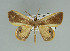  (Opisthoxia monanariaGM01 - BC ZSM Lep 92444)  @11 [ ] Axel Hausmann/Bavarian State Collection of Zoology (ZSM) (2016) Axel Hausmann/Bavarian State Collection of Zoology (ZSM) SNSB, Zoologische Staatssammlung Muenchen