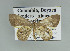  (Opisthoxia lyonetaria - BC ZSM Lep 92445)  @14 [ ] CreativeCommons - Attribution Non-Commercial Share-Alike (2016) Axel Hausmann/Bavarian State Collection of Zoology (ZSM) SNSB, Zoologische Staatssammlung Muenchen