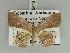  (Opisthoxia lyonetaria - BC ZSM Lep 92446)  @14 [ ] CreativeCommons - Attribution Non-Commercial Share-Alike (2016) Axel Hausmann/Bavarian State Collection of Zoology (ZSM) SNSB, Zoologische Staatssammlung Muenchen