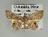 (Opisthoxia corinnoidesGM01 - BC ZSM Lep 92447)  @14 [ ] CreativeCommons - Attribution Non-Commercial Share-Alike (2016) Axel Hausmann/Bavarian State Collection of Zoology (ZSM) SNSB, Zoologische Staatssammlung Muenchen