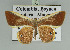  (Opisthoxia eusiraria - BC ZSM Lep 92448)  @14 [ ] CreativeCommons - Attribution Non-Commercial Share-Alike (2016) Axel Hausmann/Bavarian State Collection of Zoology (ZSM) SNSB, Zoologische Staatssammlung Muenchen