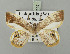  (Opisthoxia laticlavaGM02 - BC ZSM Lep 92449)  @14 [ ] CreativeCommons - Attribution Non-Commercial Share-Alike (2016) Axel Hausmann/Bavarian State Collection of Zoology (ZSM) SNSB, Zoologische Staatssammlung Muenchen