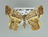  (Opisthoxia descimoniGM06 - BC ZSM Lep 92452)  @15 [ ] CreativeCommons - Attribution Non-Commercial Share-Alike (2016) Axel Hausmann/Bavarian State Collection of Zoology (ZSM) SNSB, Zoologische Staatssammlung Muenchen