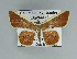  (Opisthoxia eustyochariaGM01 - BC ZSM Lep 92453)  @14 [ ] CreativeCommons - Attribution Non-Commercial Share-Alike (2016) Axel Hausmann/Bavarian State Collection of Zoology (ZSM) SNSB, Zoologische Staatssammlung Muenchen