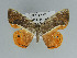  (Opisthoxia branickiaria - BC ZSM Lep 92454)  @15 [ ] CreativeCommons - Attribution Non-Commercial Share-Alike (2016) Axel Hausmann/Bavarian State Collection of Zoology (ZSM) SNSB, Zoologische Staatssammlung Muenchen