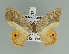  ( - BC ZSM Lep 92455)  @14 [ ] CreativeCommons - Attribution Non-Commercial Share-Alike (2016) Axel Hausmann/Bavarian State Collection of Zoology (ZSM) SNSB, Zoologische Staatssammlung Muenchen