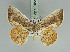  (Opisthoxia farantes - BC ZSM Lep 92458)  @11 [ ] CreativeCommons - Attribution Non-Commercial Share-Alike (2016) Axel Hausmann/Bavarian State Collection of Zoology (ZSM) SNSB, Zoologische Staatssammlung Muenchen