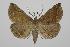  (Pechipogo EF1 - BC ZSM Lep 92509)  @15 [ ] Axel Hausmann/Bavarian State Collection of Zoology (ZSM) (2016) Axel Hausmann/Bavarian State Collection of Zoology (ZSM) SNSB, Zoologische Staatssammlung Muenchen
