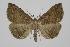  (Pechipogo plumigeralis - BC ZSM Lep 92511)  @15 [ ] Axel Hausmann/Bavarian State Collection of Zoology (ZSM) (2016) Axel Hausmann/Bavarian State Collection of Zoology (ZSM) SNSB, Zoologische Staatssammlung Muenchen
