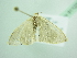  ( - BC ZSM Lep 91122)  @11 [ ] CreativeCommons - Attribution Non-Commercial Share-Alike (2016) SNSB, Staatliche Naturwissenschaftliche Sammlungen Bayerns ZSM (SNSB, Zoologische Staatssammlung Muenchen)
