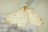  ( - BC ZSM Lep 91134)  @13 [ ] CreativeCommons - Attribution Non-Commercial Share-Alike (2016) SNSB, Staatliche Naturwissenschaftliche Sammlungen Bayerns ZSM (SNSB, Zoologische Staatssammlung Muenchen)