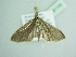 ( - BC ZSM Lep 91155)  @13 [ ] CreativeCommons - Attribution Non-Commercial Share-Alike (2016) SNSB, Staatliche Naturwissenschaftliche Sammlungen Bayerns ZSM (SNSB, Zoologische Staatssammlung Muenchen)