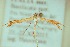  ( - BC ZSM Lep 91161)  @13 [ ] CreativeCommons - Attribution Non-Commercial Share-Alike (2016) SNSB, Staatliche Naturwissenschaftliche Sammlungen Bayerns ZSM (SNSB, Zoologische Staatssammlung Muenchen)