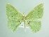  ( - BC ZSM Lep 91173)  @13 [ ] CreativeCommons - Attribution Non-Commercial Share-Alike (2016) SNSB, Staatliche Naturwissenschaftliche Sammlungen Bayerns ZSM (SNSB, Zoologische Staatssammlung Muenchen)