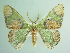  ( - BC ZSM Lep 91179)  @11 [ ] CreativeCommons - Attribution Non-Commercial Share-Alike (2016) SNSB, Staatliche Naturwissenschaftliche Sammlungen Bayerns ZSM (SNSB, Zoologische Staatssammlung Muenchen)