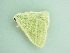  ( - BC ZSM Lep 91218)  @13 [ ] CreativeCommons - Attribution Non-Commercial Share-Alike (2016) SNSB, Staatliche Naturwissenschaftliche Sammlungen Bayerns ZSM (SNSB, Zoologische Staatssammlung Muenchen)