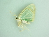  ( - BC ZSM Lep 91239)  @13 [ ] CreativeCommons - Attribution Non-Commercial Share-Alike (2016) SNSB, Staatliche Naturwissenschaftliche Sammlungen Bayerns ZSM (SNSB, Zoologische Staatssammlung Muenchen)