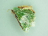  ( - BC ZSM Lep 91265)  @13 [ ] CreativeCommons - Attribution Non-Commercial Share-Alike (2016) SNSB, Staatliche Naturwissenschaftliche Sammlungen Bayerns ZSM (SNSB, Zoologische Staatssammlung Muenchen)