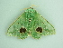  ( - BC ZSM Lep 91275)  @13 [ ] CreativeCommons - Attribution Non-Commercial Share-Alike (2016) SNSB, Staatliche Naturwissenschaftliche Sammlungen Bayerns ZSM (SNSB, Zoologische Staatssammlung Muenchen)
