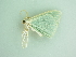  ( - BC ZSM Lep 91322)  @12 [ ] CreativeCommons - Attribution Non-Commercial Share-Alike (2016) SNSB, Staatliche Naturwissenschaftliche Sammlungen Bayerns ZSM (SNSB, Zoologische Staatssammlung Muenchen)